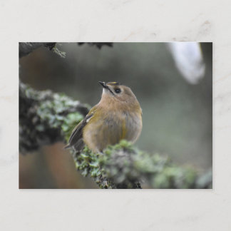 Goldcrest Briefkaart