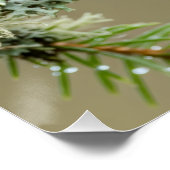 Goldcrest Macro Wildlife Poster Perfect Poster (Hoek)