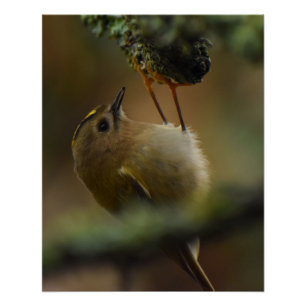 Goldcrest Perfect Poster