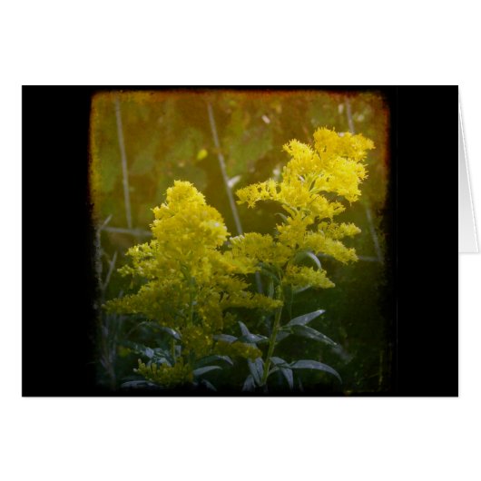 Golden 2 (Devant horizontal)