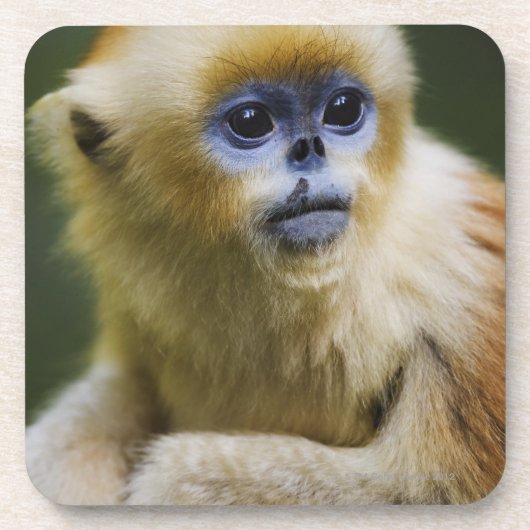 Golden aap bier onderzetter (Voorkant)