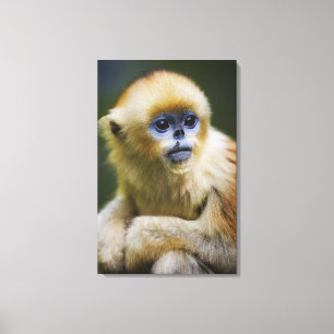 Golden aap canvas afdruk