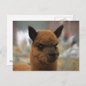 Golden Alpaca Briefkaart (Voorkant / Achterkant)