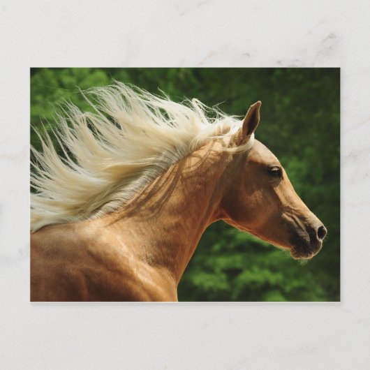 Golden Ambers Briefkaart (Voorkant)