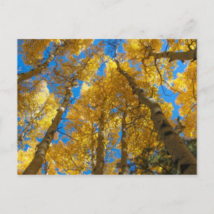 Golden Aspen Near Estes Park Colorado Briefkaart