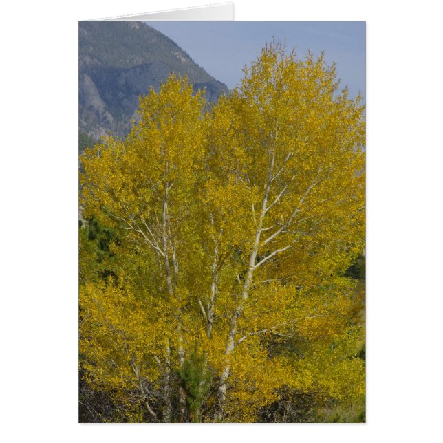 Golden Aspens-kaart (Voorkant)