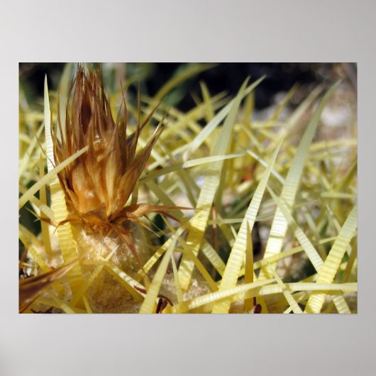 Golden Barrel Cactus Flower, print (Voorkant)
