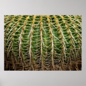 Golden Barrel Cactus Poster (Voorkant)
