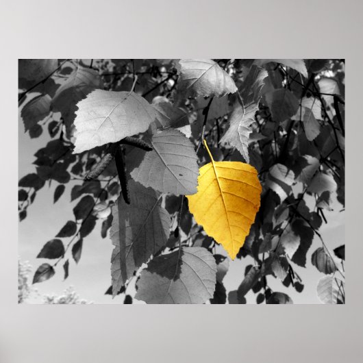 Golden Birch - Prints voor fijne fotografie (Voorkant)