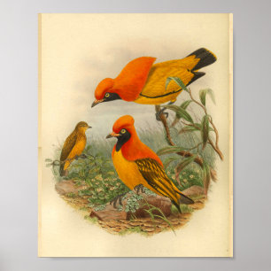 Golden Bird of Paradise Red Yellow  Print