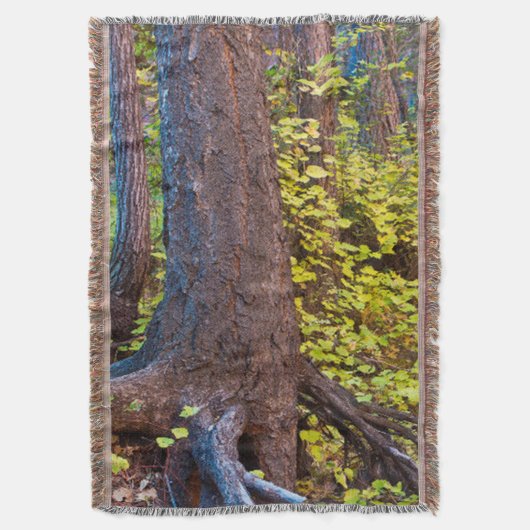 Golden bladeren op de westvorkstrook deken (Voorkant Verticaal)