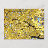 Golden Canopy Post Kaart (Voorkant)