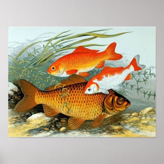  Golden Carp Koi Goldfish Poster (Voorkant)