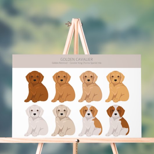 Golden Cavalier (Neutre)