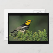 Golden-Cheeked Warbler Briefkaart (Voorkant / Achterkant)