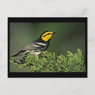 Golden-Cheeked Warbler Briefkaart