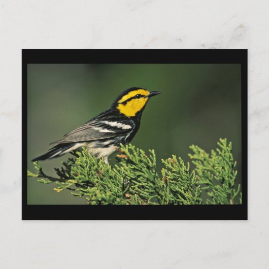 Golden-Cheeked Warbler Briefkaart (Voorkant)