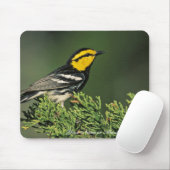 Golden-Cheeked Warbler Muismat (Met muis)