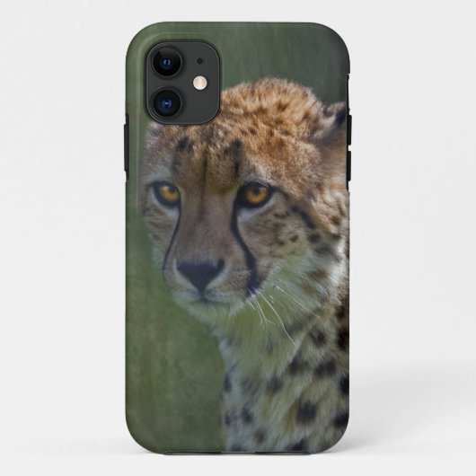 Golden Cheetah iPhone 5 Coque-Mate Coque (Dos)