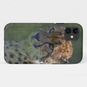 Golden Cheetah iPhone 5 Coque-Mate Coque (Dos (Horizontal))