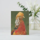 Golden/Chinees fazant Briefkaart (Staand voorkant)