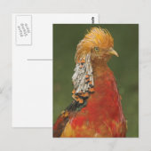 Golden/Chinees fazant Briefkaart (Voorkant / Achterkant)