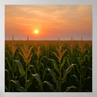 Golden Cornfield Sunset Achtergrond