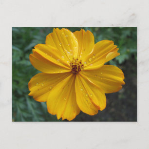 Golden Cosmos Briefkaart