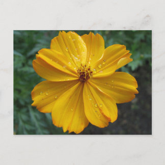 Golden Cosmos Briefkaart