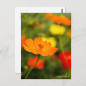 Golden Cosmos ［ carte postale] (Devant / Derrière)