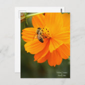 Golden Cosmos & Honey Bee [ carte postale (Devant / Derrière)