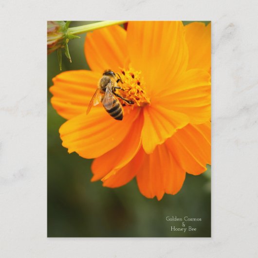 Golden Cosmos & Honey Bee [ carte postale (Devant)