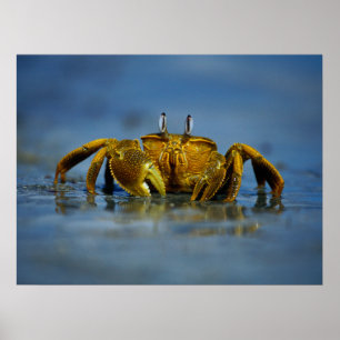 Golden Crab van Zee Print