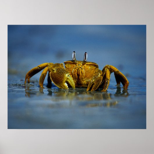Golden Crab van Zee Print (Voorkant)