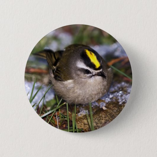 Golden crowding Kinglet Button (Voorkant)