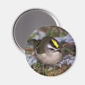 Golden crowding Kinglet Magnets Magneet (Voorkant / Achterkant)