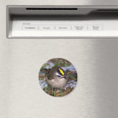 Golden crowding Kinglet Magnets Magneet (Insitu (Vaatwasser))