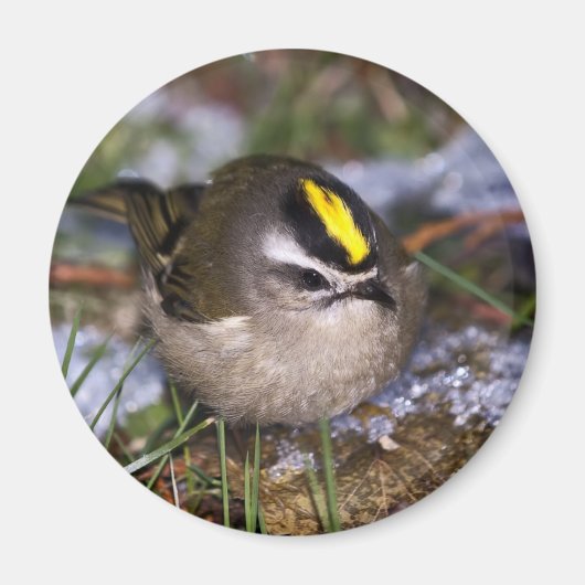 Golden crowding Kinglet Magnets Magneet (Voorkant)