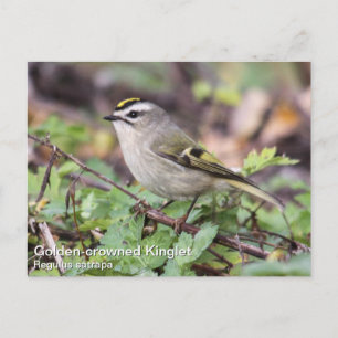 Golden crowed Kinglet Briefkaart