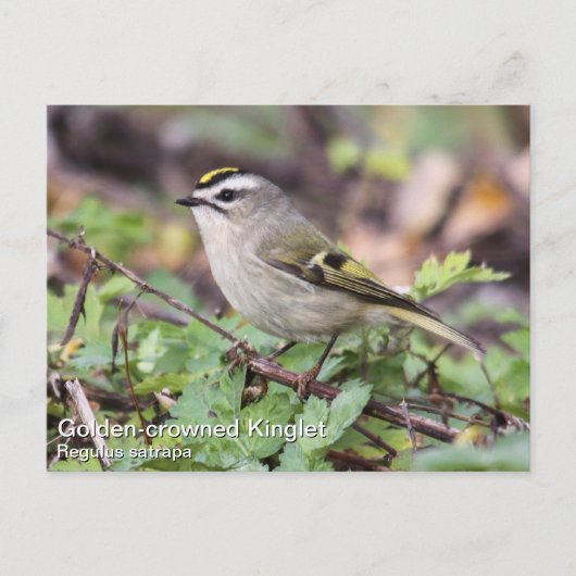 Golden crowed Kinglet Briefkaart (Voorkant)