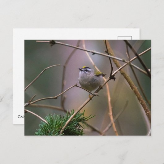 Golden crowed Kinglet Briefkaart (Voorkant / Achterkant)