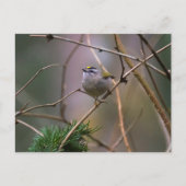 Golden crowed Kinglet Briefkaart (Voorkant)