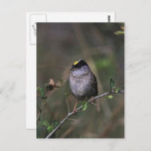 Golden crowed Sparrow Briefkaart (Voorkant / Achterkant)