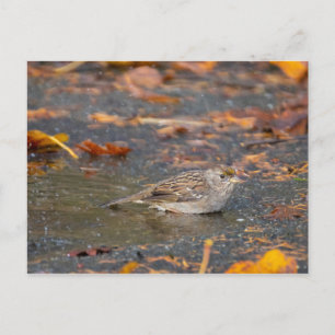 Golden crowed Sparrow Briefkaart