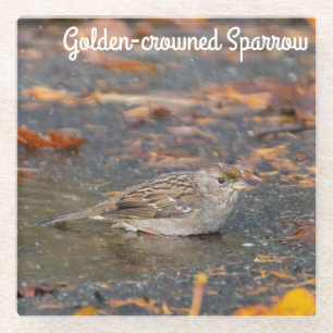 Golden crowed Sparrow Glazen Onderzetter