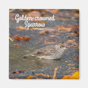 Golden crowed Sparrow Magneet