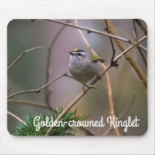 Golden-Crowned Kinglet Muismat