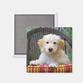 Golden Doodle Magnet de chiot (Recto/Verso)