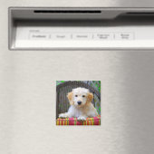 Golden Doodle Magnet de chiot (In Situ (Lave-vaisselle))