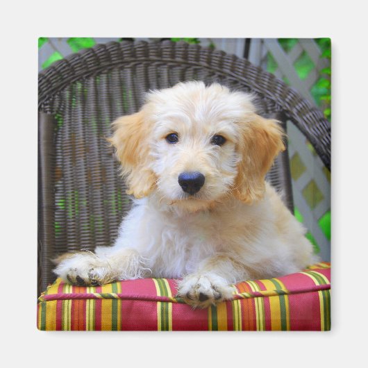 Golden Doodle Magnet de chiot (Devant)